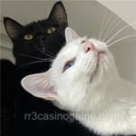 Avatar of Rabia Anwar